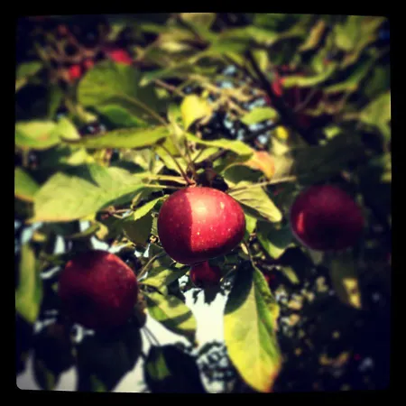 Alte Kate Mit Bau-& Zirkuswagen Im Gartenidyll In Putbus Ot بيت للعطل *