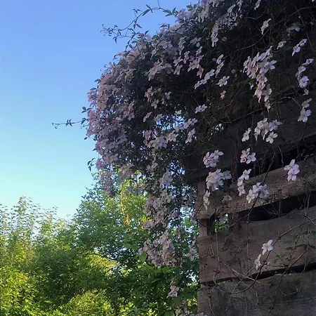 Alte Kate Mit Bau-& Zirkuswagen Im Gartenidyll In Putbus Ot بيت للعطل